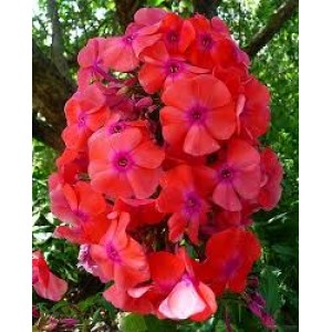 Флокс Phlox Оружейник